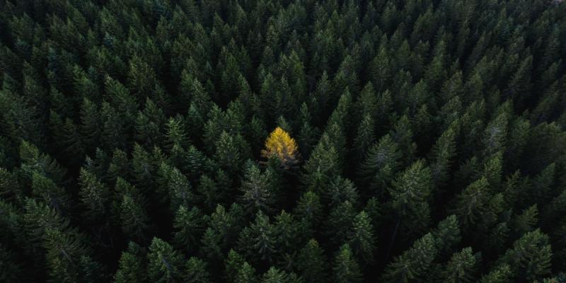 Aerial view of dense green evergreen forest with one yellow tree standing out