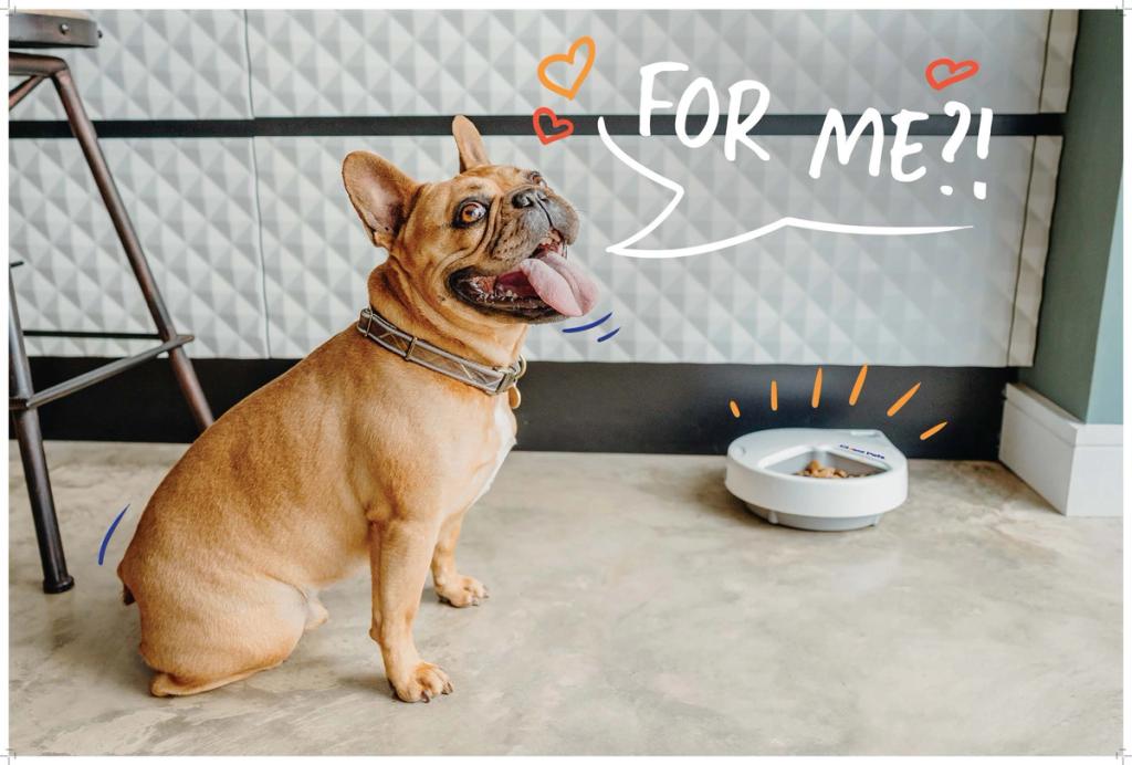 Tan French bulldog sitting by a pet feeder with 'FOR ME?!' speech-bubble overlay