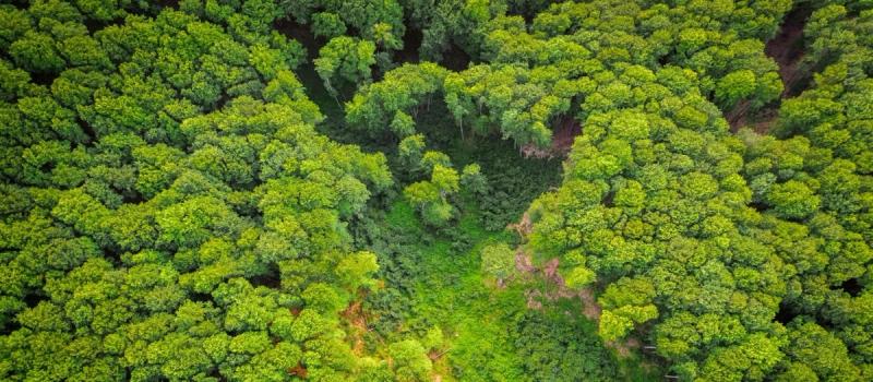 Aerial view of a dense green forest with a small clearing and reddish soil paths
