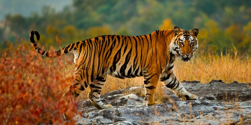 Bengal tiger walking across a rocky ledge amid autumn-colored grass and foliage