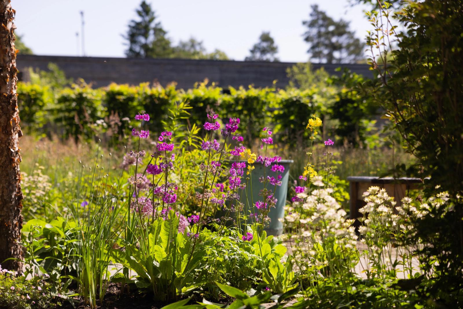 Chelsea Garden
