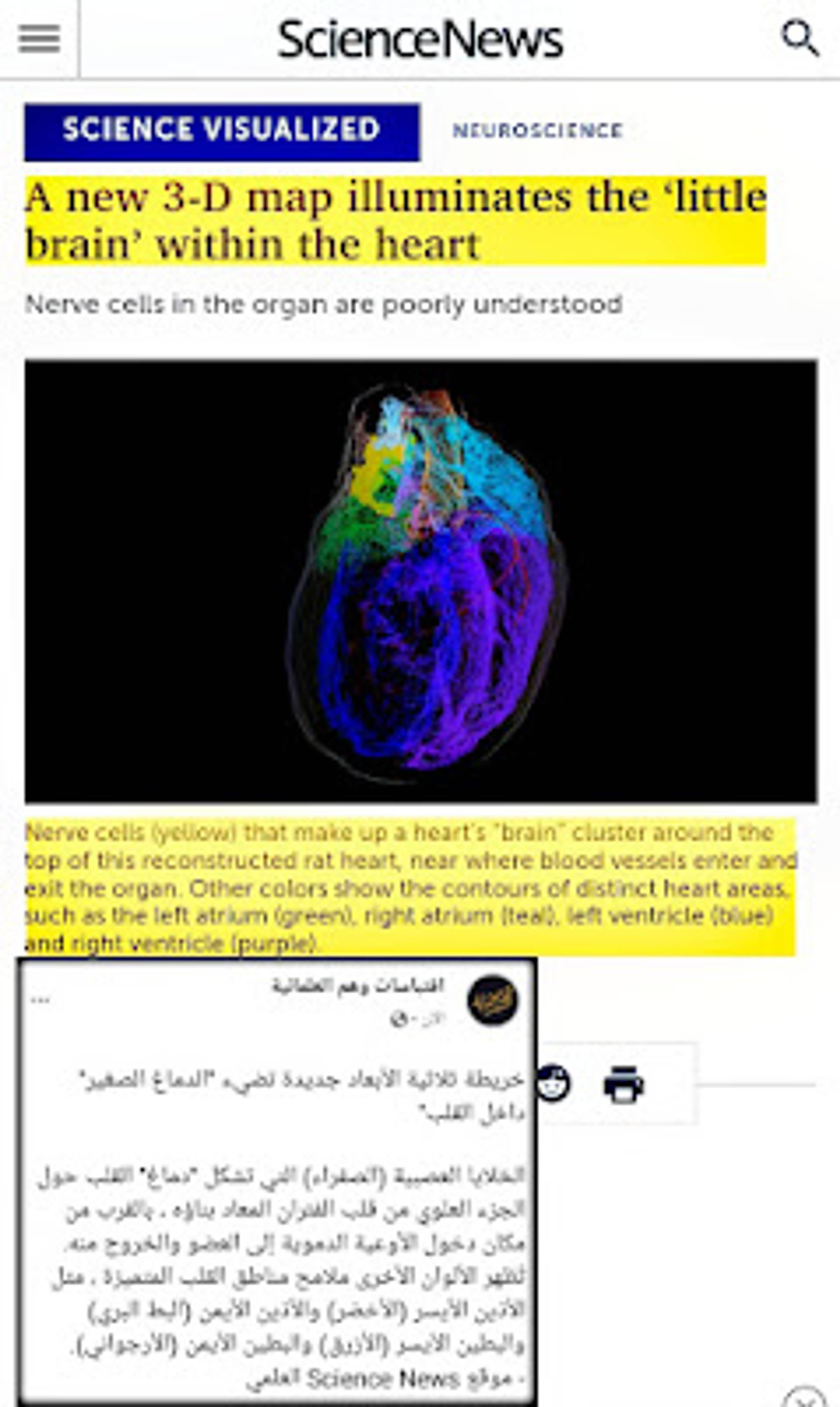 تمكن العلماء من رسم خريطة لدماغ القلب داخل قلوب الفئران وهو ما يسمى بالجهاز العصبي القلبي مفاده "للقلب "دماغه" الخاص به. الآن ، رسم العلماء خريطة مفصلة لهذا الدماغ الصغير ، المسمى بالجهاز العصبي داخل القلب ، في قلوب الفئران. إن رئيس القلب الكبير هو الدماغ ، لكن الخلايا العصبية في القلب لها رأي أيضًا. يُعتقد أن هذه الخلايا العصبية تلعب دورًا مهمًا في صحة القلب ، حيث تساعد على ضبط إيقاعات القلب وربما تحمي الناس من أنواع معينة من أمراض القلب. ولكن حتى الآن ، لم يتم تحديد نظام التحكم المحلي هذا بتفصيل"