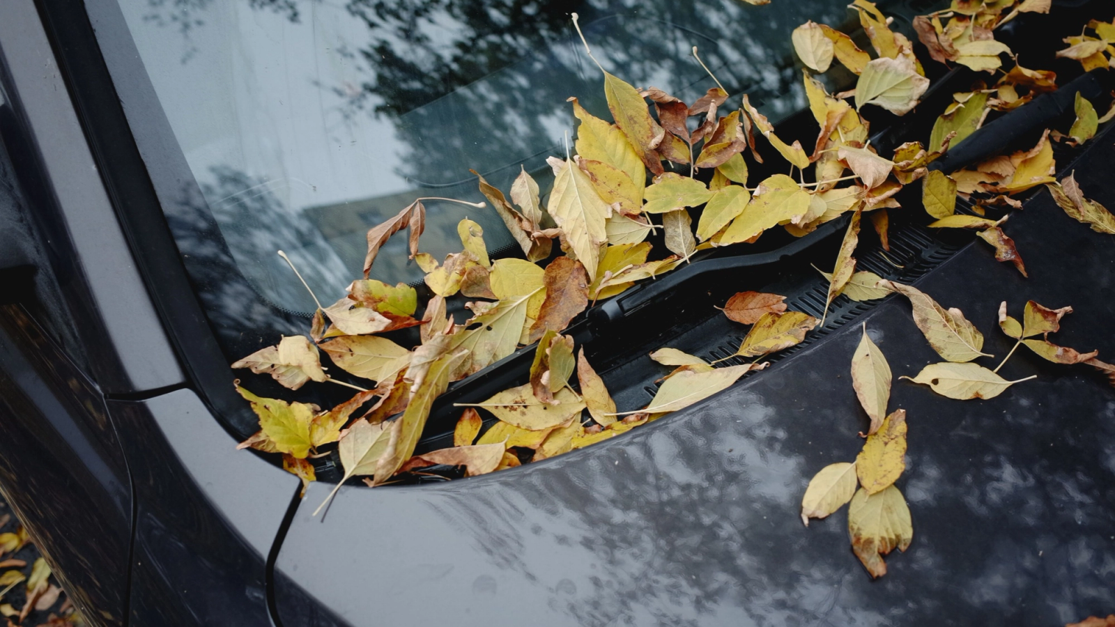 Is Autumn a Good Time to Buy a Used Car?