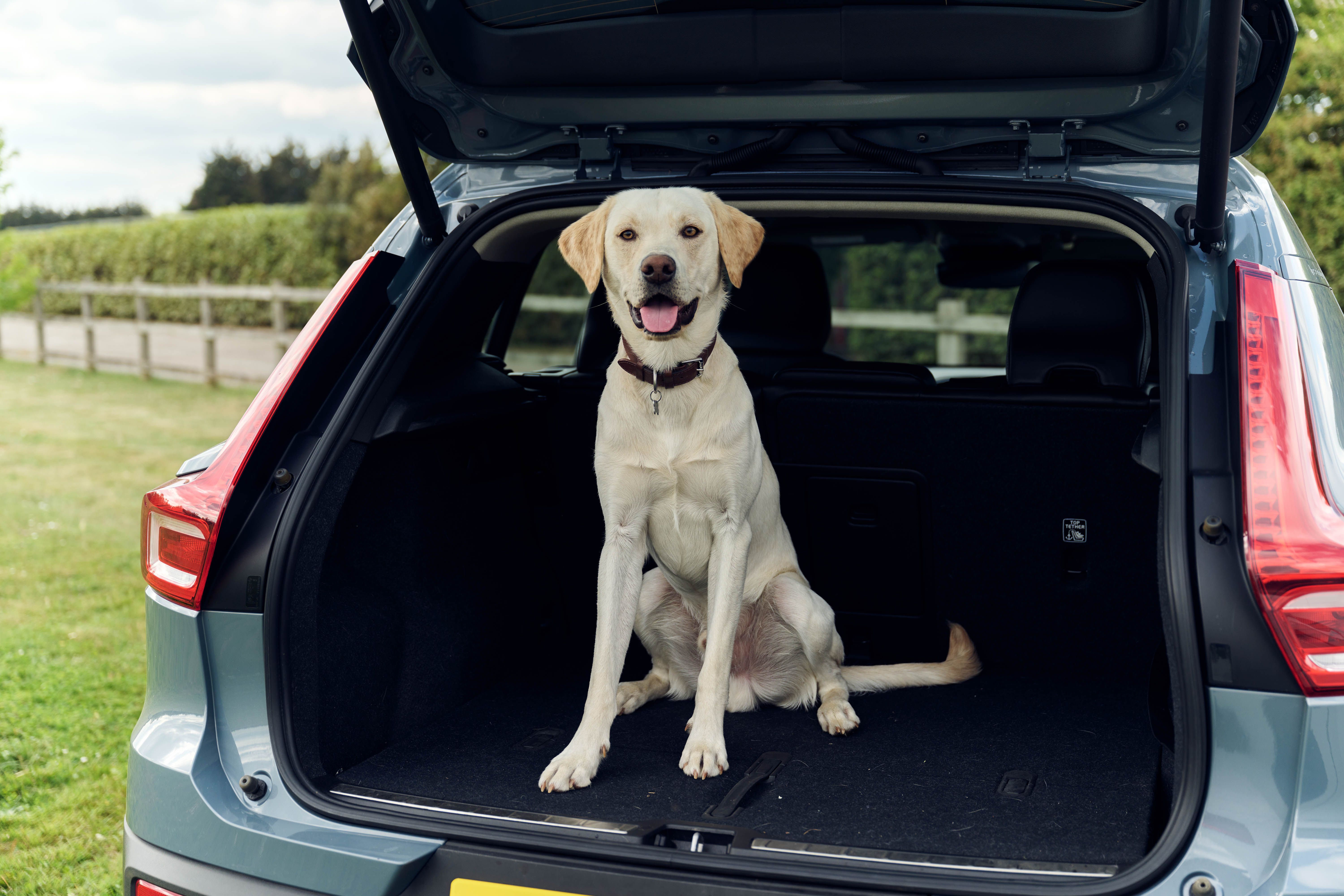 Dog in car boot
