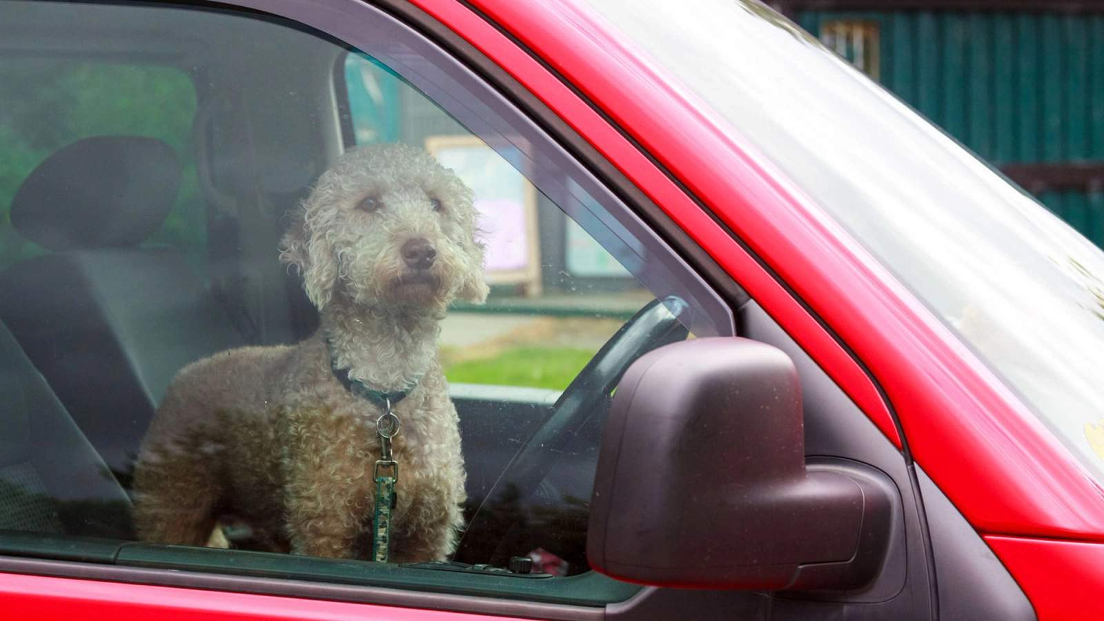 Dog sitting in a hot car during a heatwave