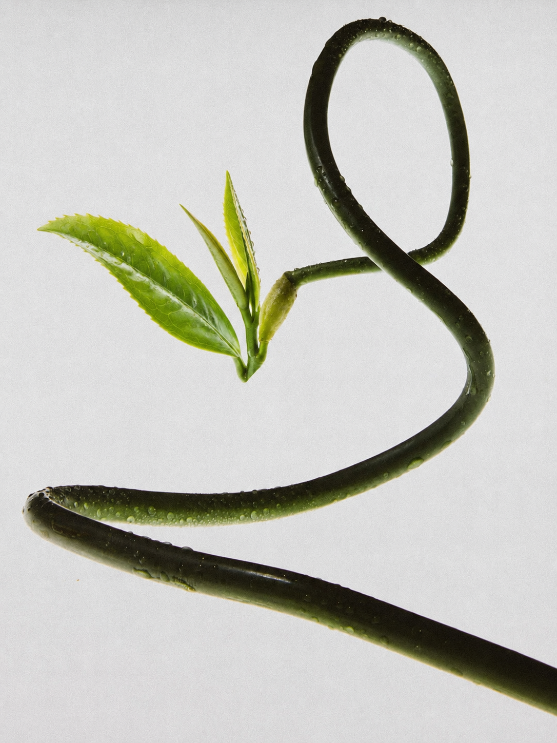 Feed matcha — imagem 6