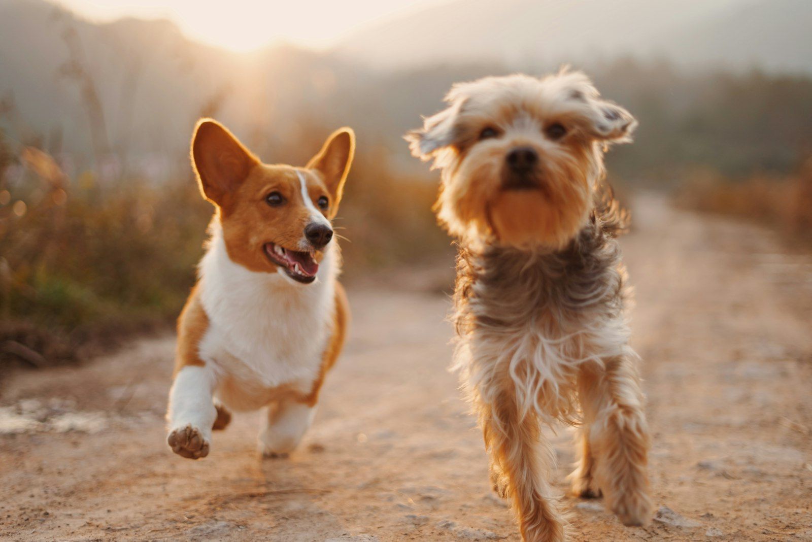 Dogs playing in grass
