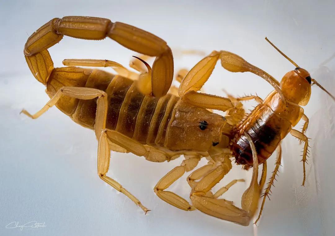 Arizona bark scorpion on a desert rock