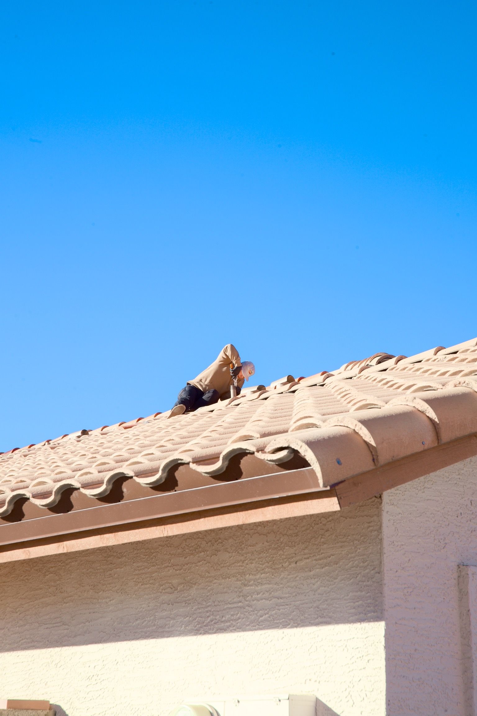 Roof rat climbing along a wall in Arizona
