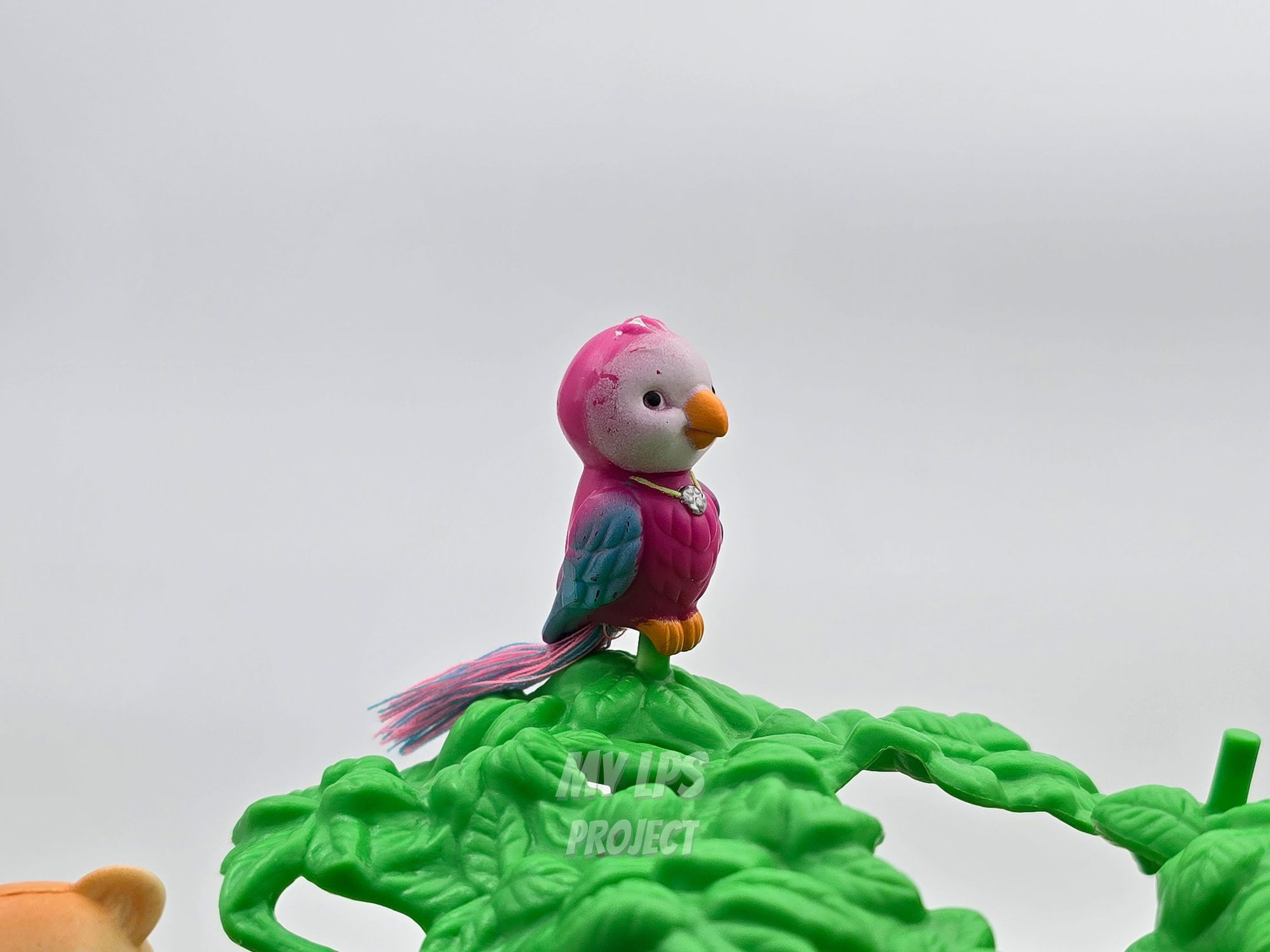 Detailed view of Macaw