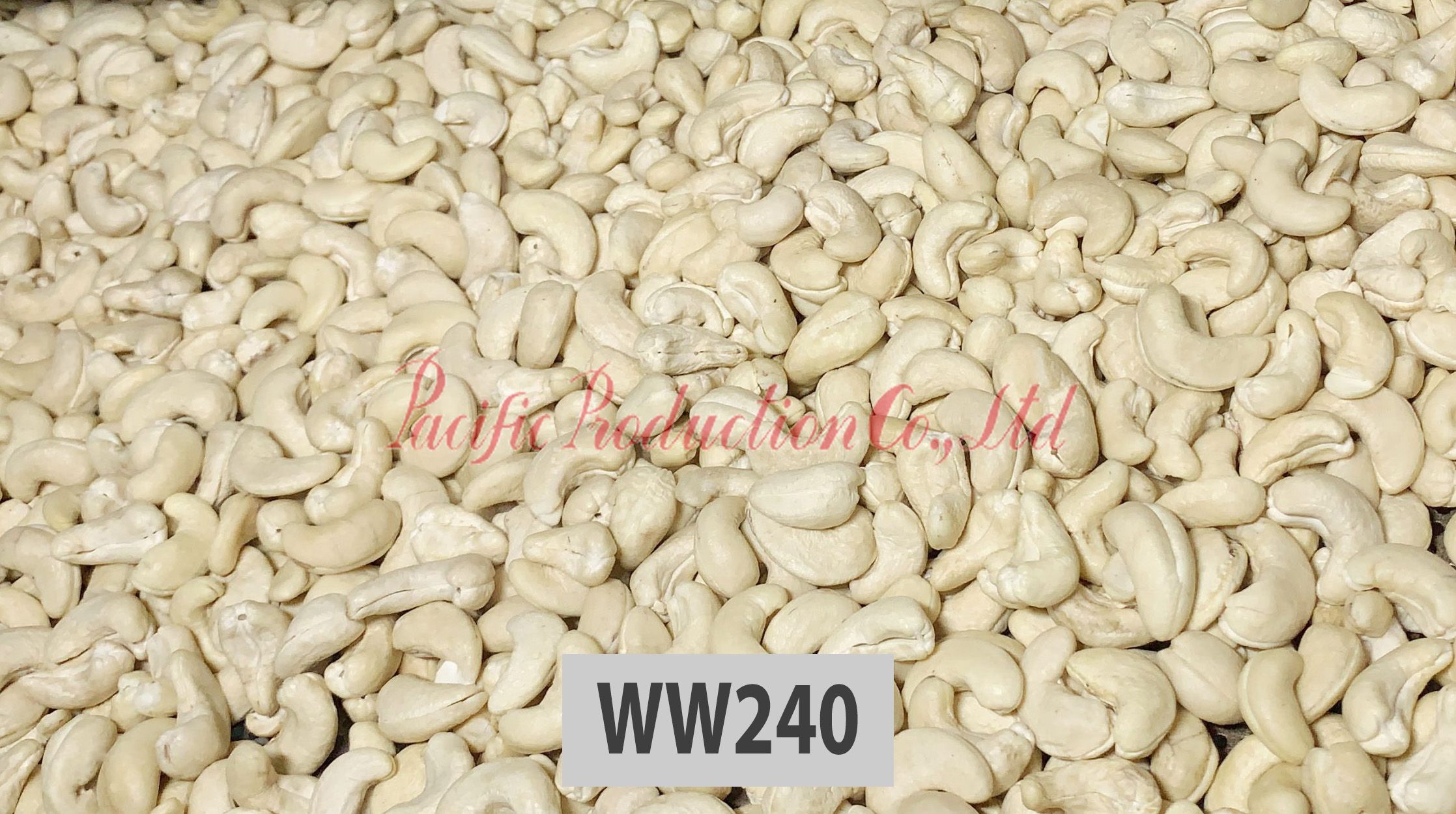 Vietnam Cashew Nut WW240