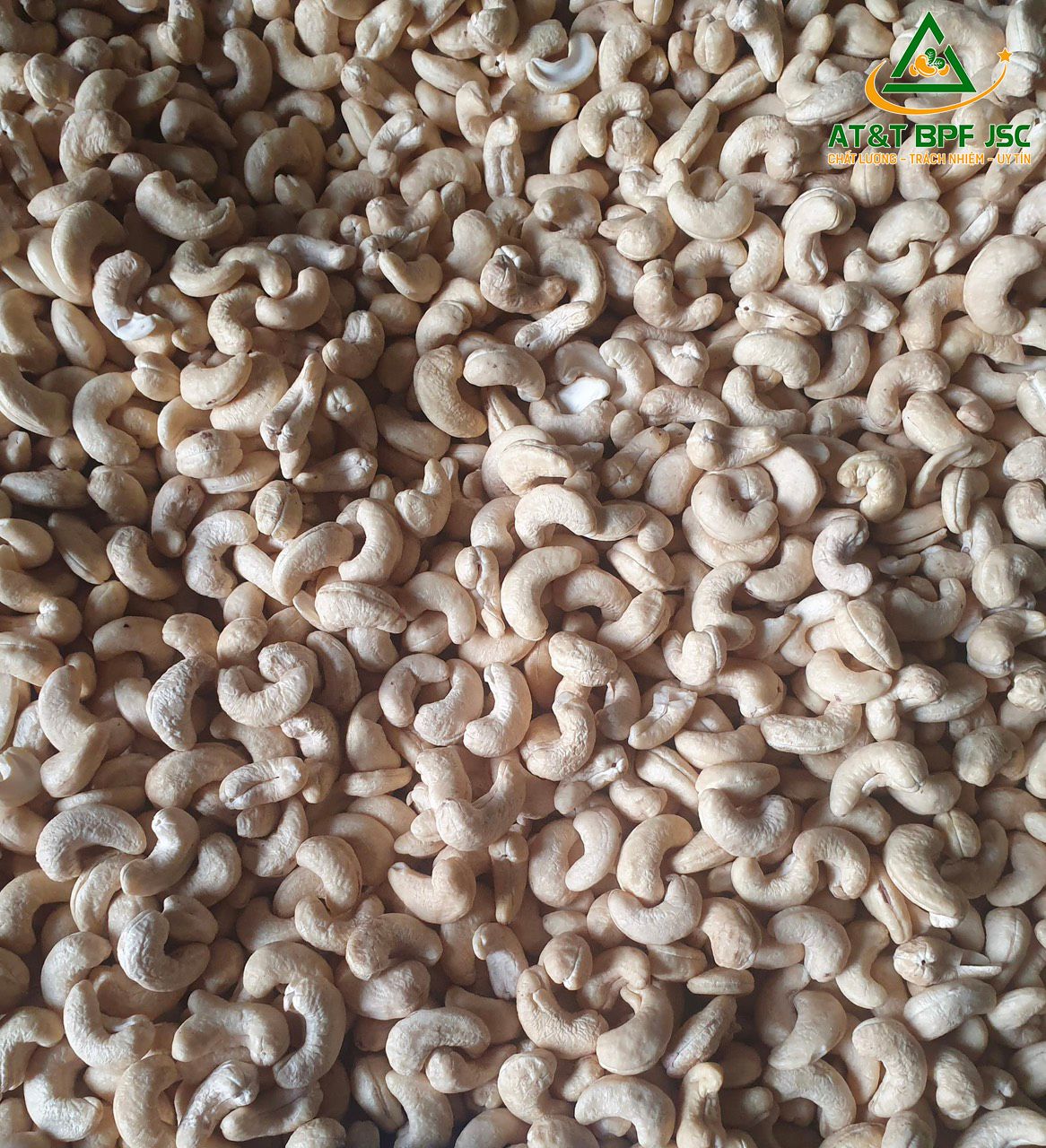 White Cashew Kernels W180