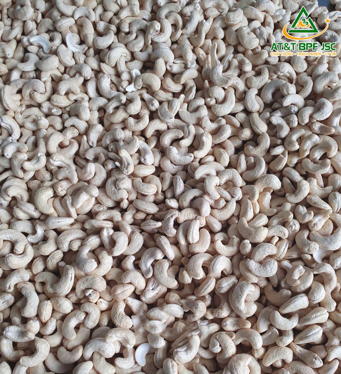 White Cashew Kernels W210