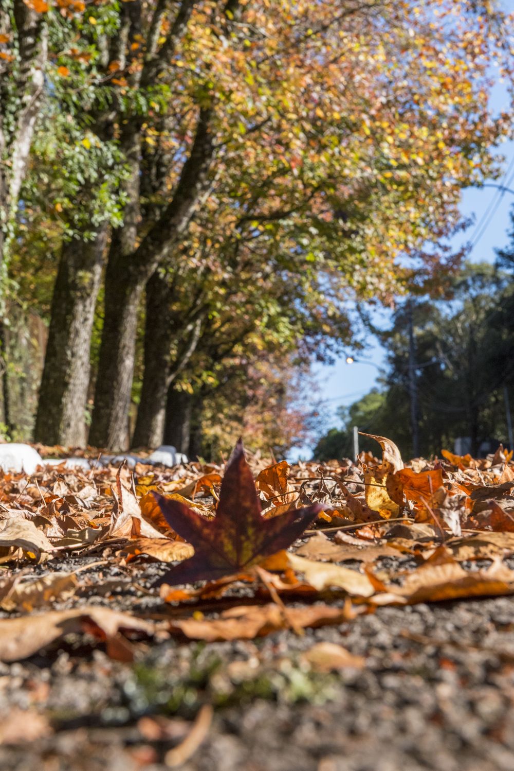 Folhas secas de outono na calçada de uma rua arborizada