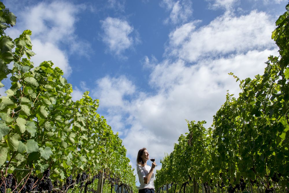 Mulher degusta vinho entre os parreirais sob céu azul
