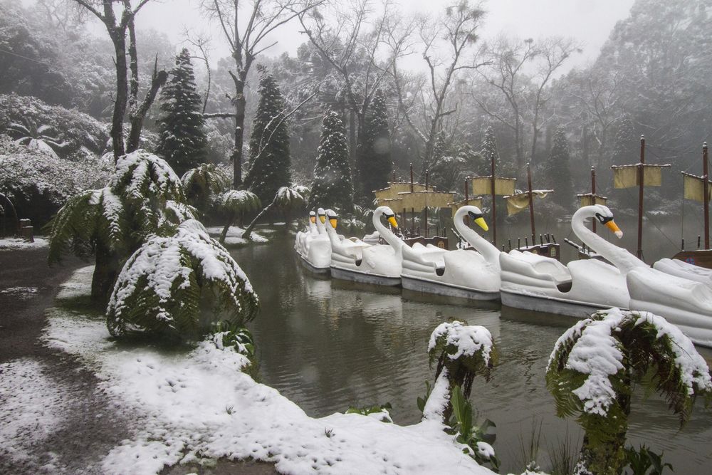 Pedalinhos de cisne do Lago Negro cobertos de neve