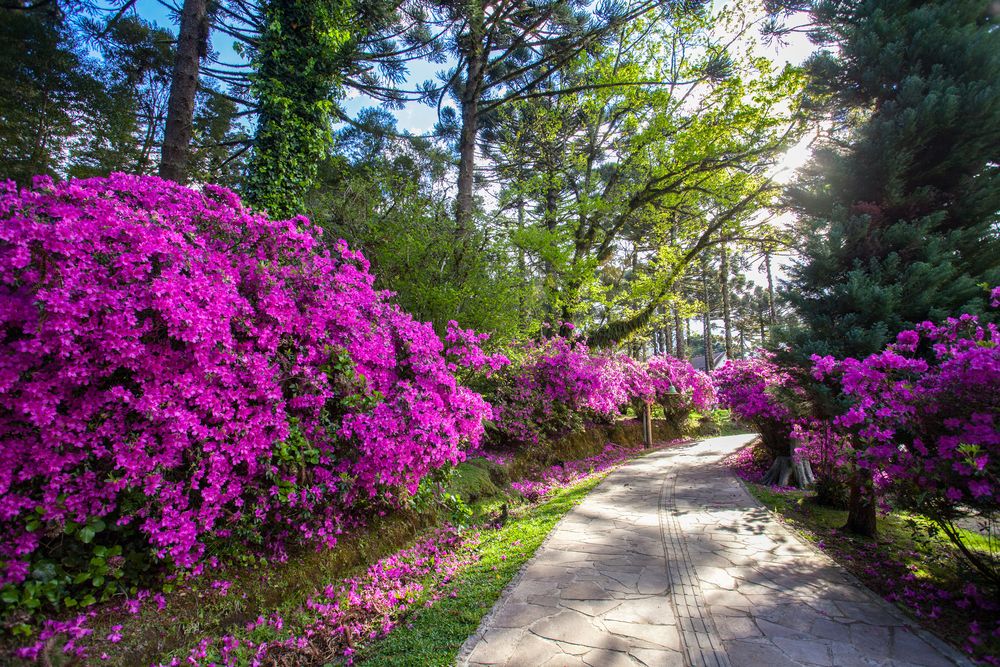 Caminho florido de azaleias cor-de-rosa