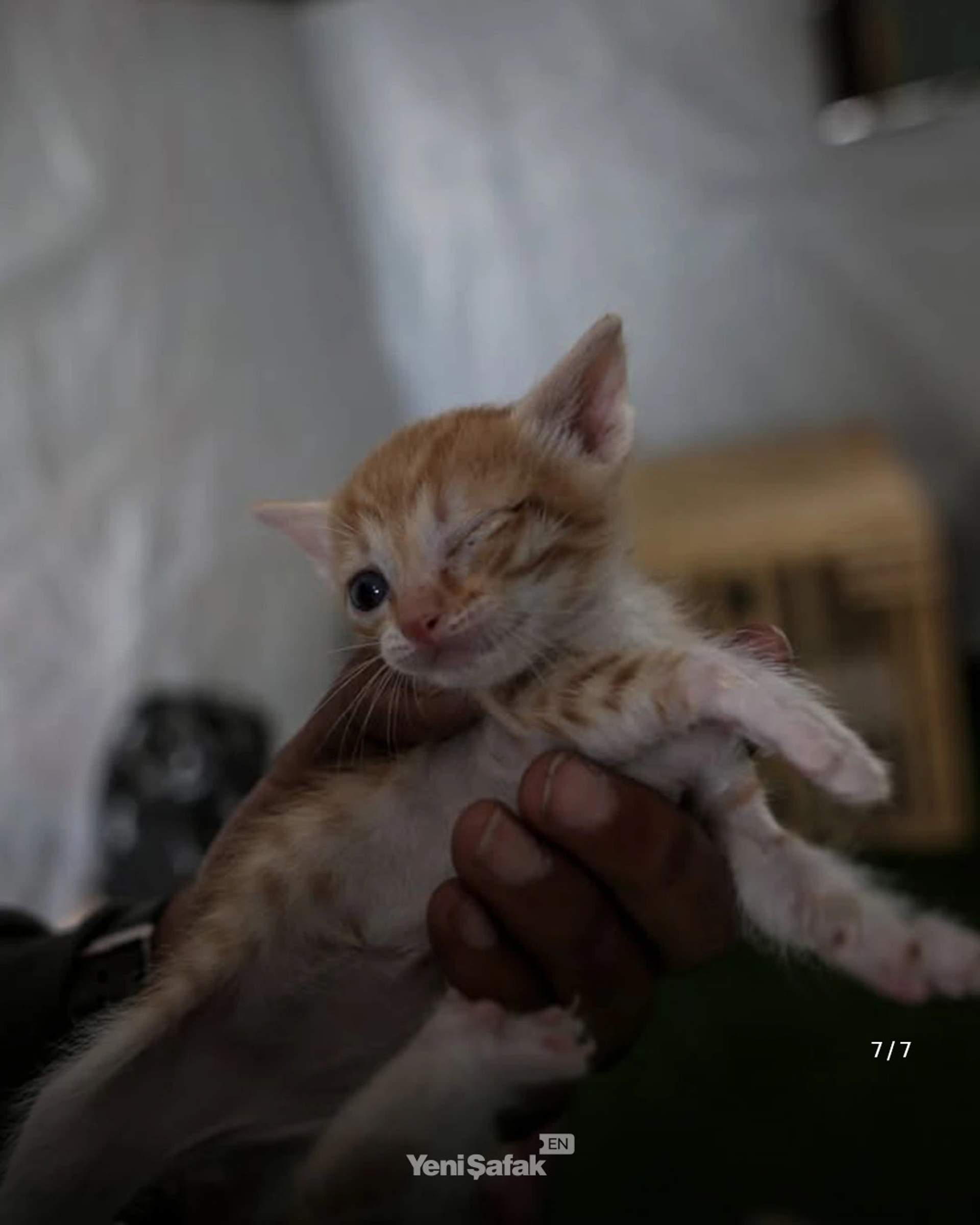 A close up of the tiny tabby, showing his lost eye.