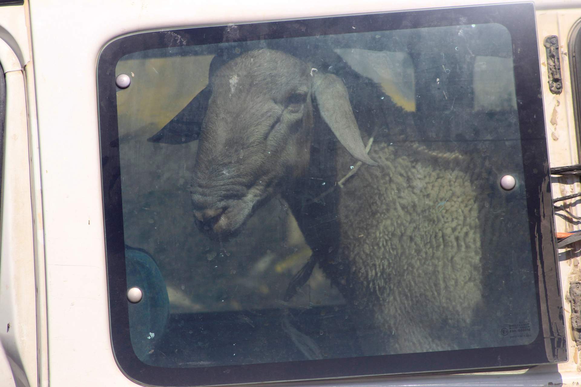Sheep crowded inside the back of a truck at a makeshift livestock market in a Palestinian area of the occupied West Bank