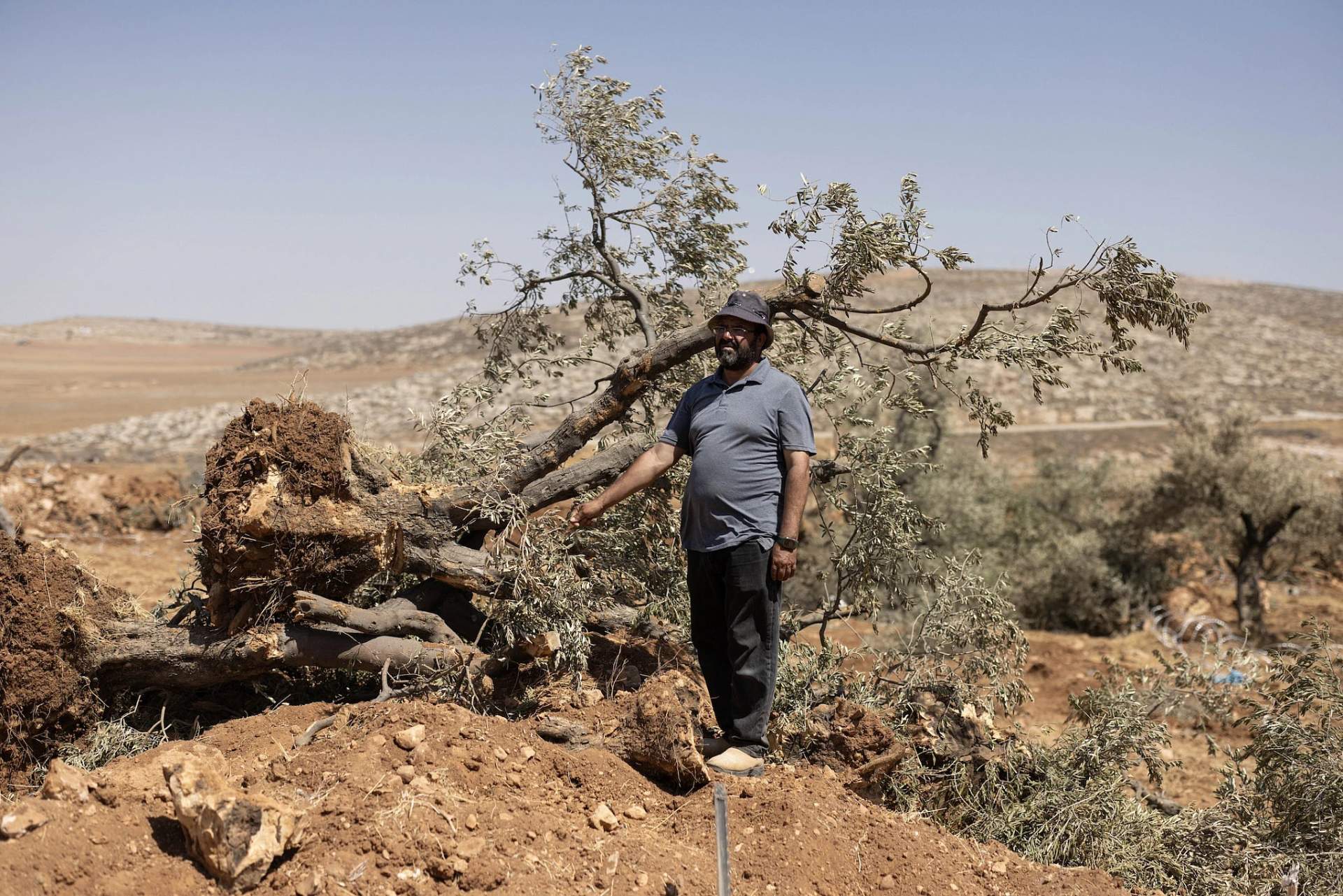Abd al-Latif Abu Alya, 55, stands near one of thousands of olive trees that were uprooted by Israeli soldiers and settlers, in Al-Mughayyir, occupied West Bank, Aug. 24, 2025. (Oren Ziv)