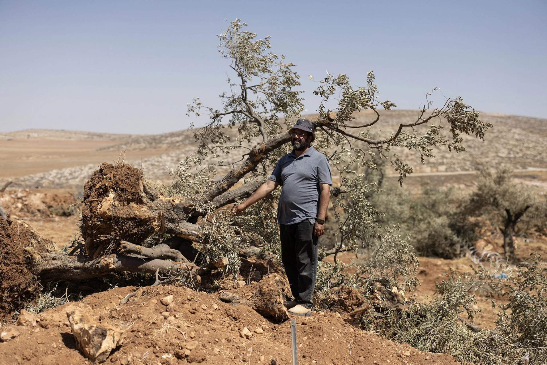 Abd al-Latif Abu Alya, 55, stands near one of thousands of olive trees that were uprooted by Israeli soldiers and settlers, in Al-Mughayyir, occupied West Bank, Aug. 24, 2025. (Oren Ziv)