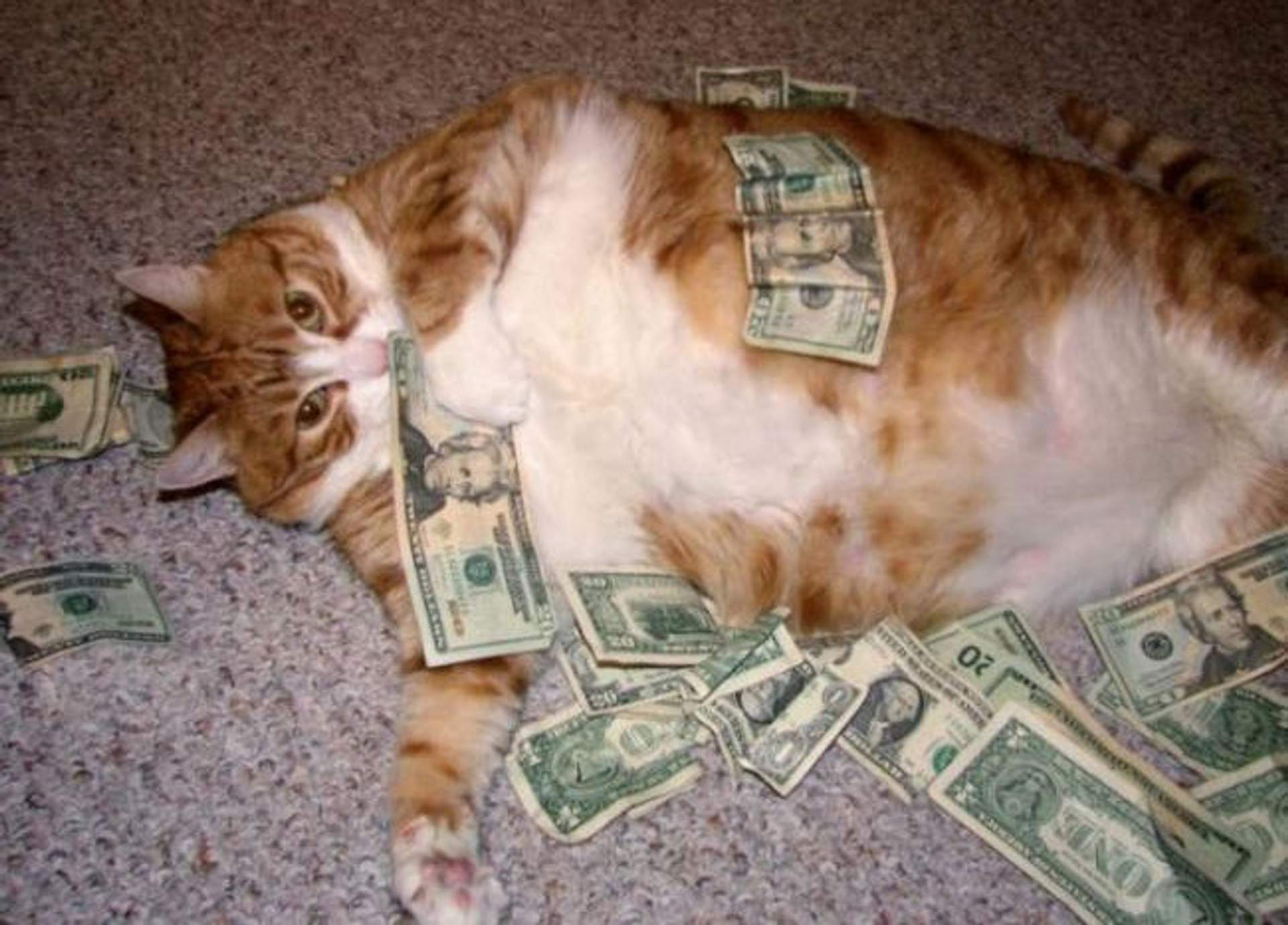 A cat lies on a carpet surrounded by scattered U.S. dollar bills.