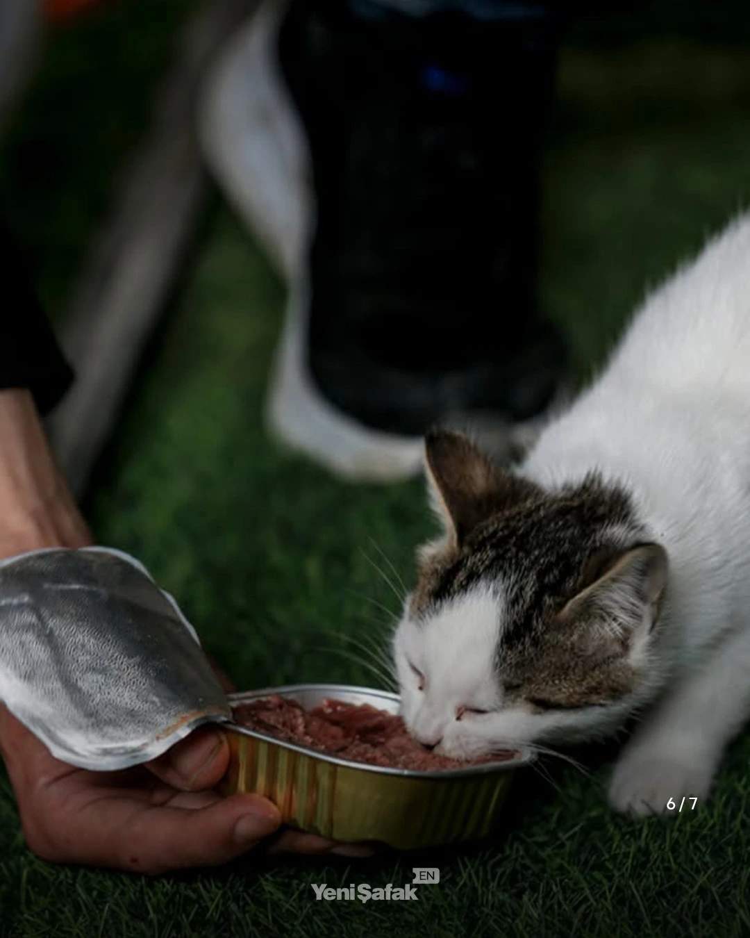 Abdullah feeds a black and white tabby from a can of cat food.