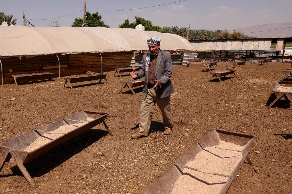 Palestinian farmers with sheep grazing in the West Bank near Deir Jarir