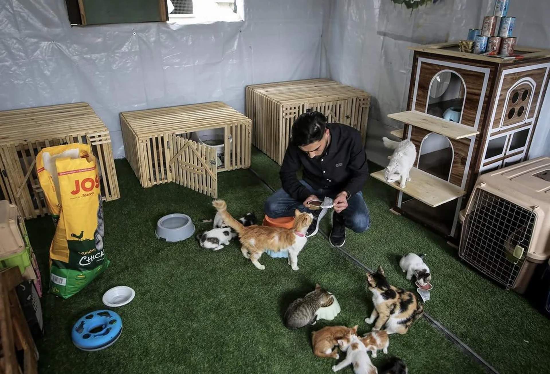 Abdullah kneels among multiple cats and kittens in a makeshift shelter with wooden crates, and artificial grass flooring.