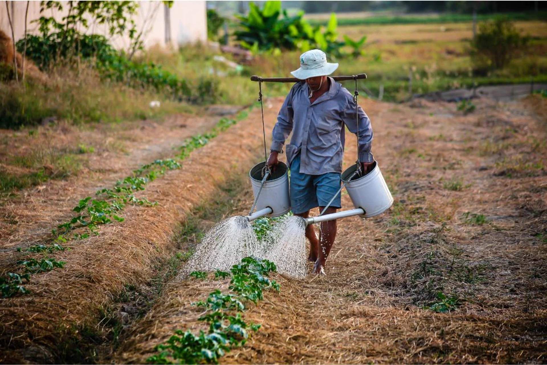 Global hunger and food insecurity affecting communities, with one in four people worldwide unable to regularly access enough food
