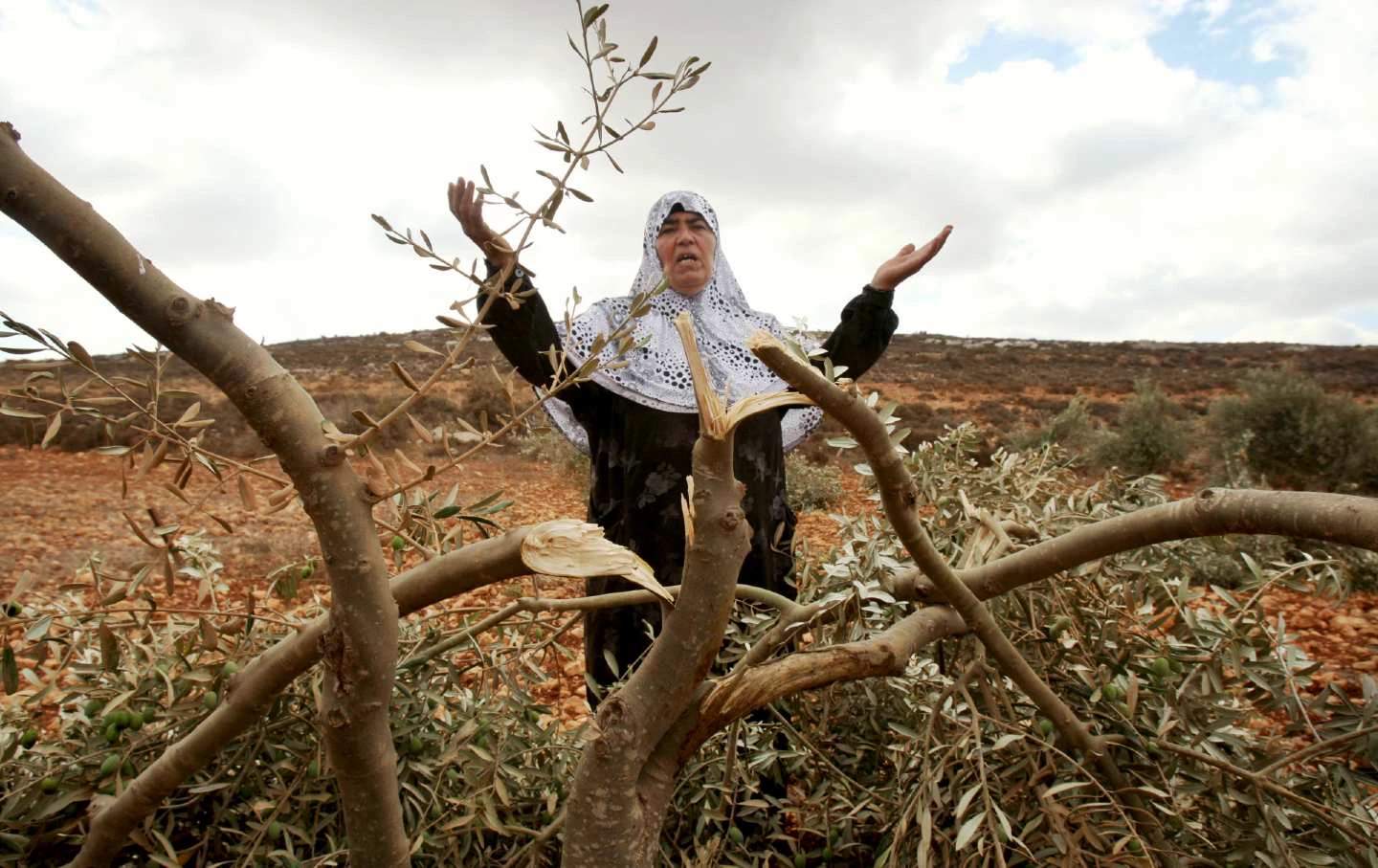 Palestinian woman standing near olive trees damaged by settlers in Qusra