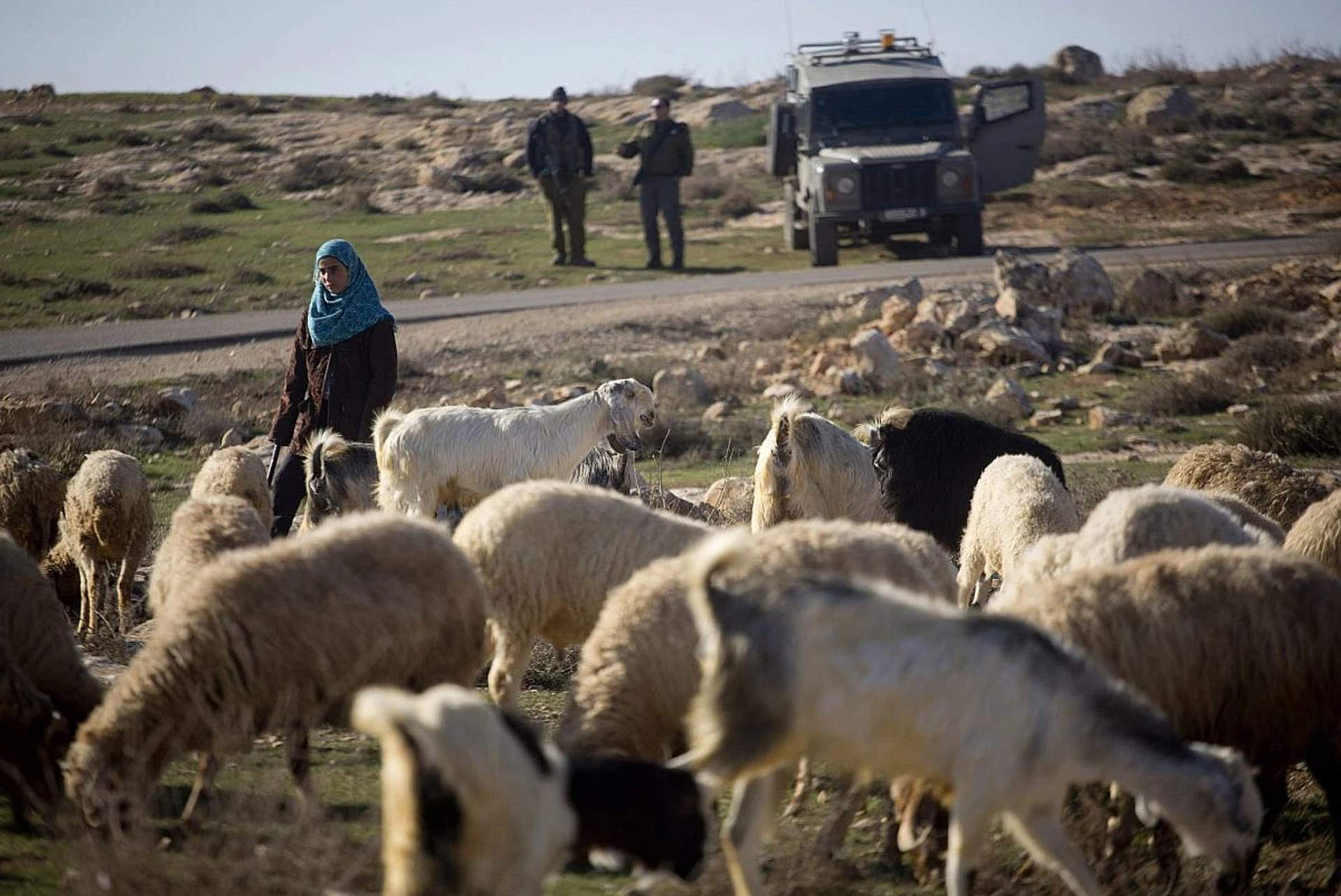 An Israeli soldier standing in a field blocking a Palestinian woman leading a flock of sheep along a hillside path in Masafer Yatta