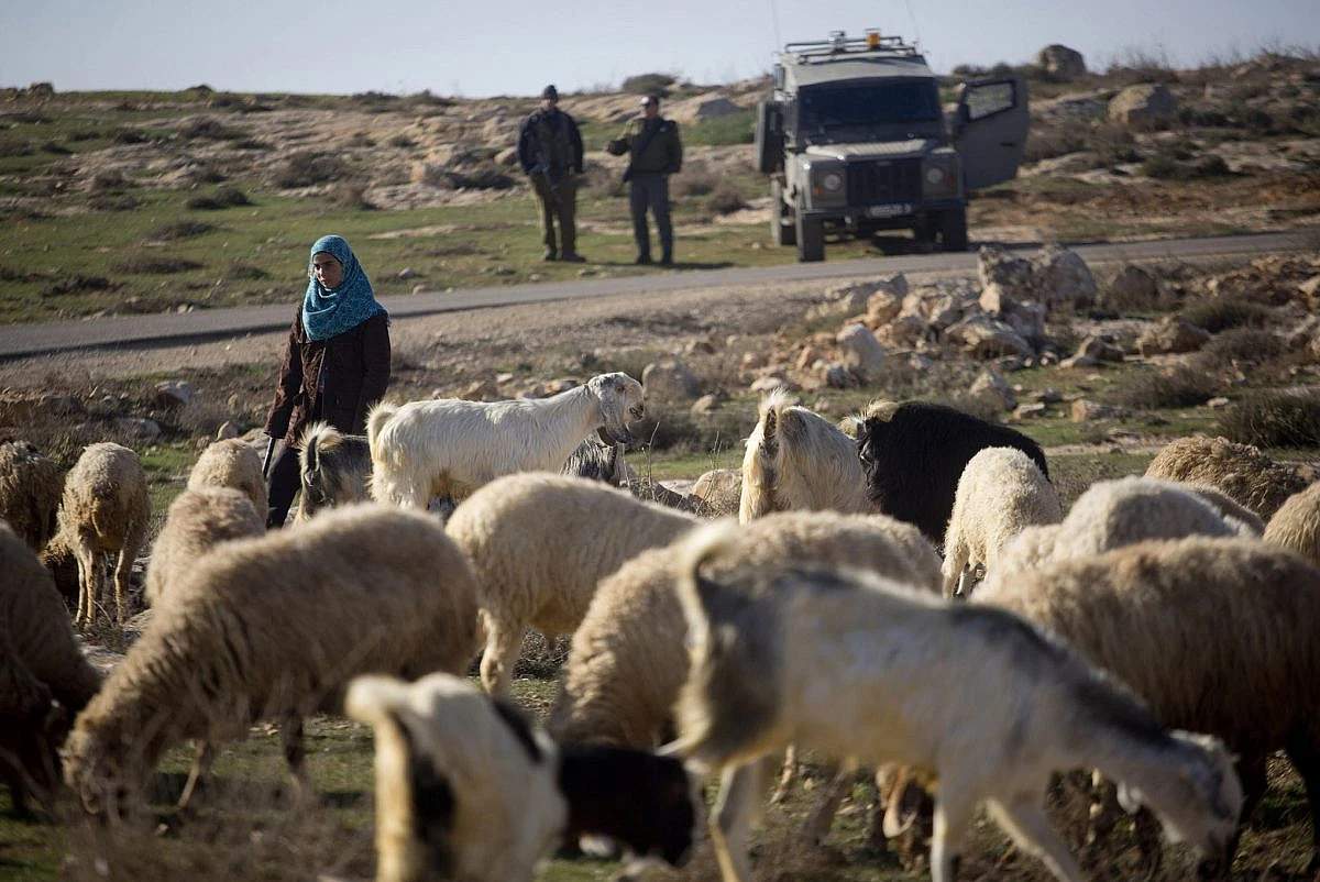 An Israeli soldier standing in a field blocking a Palestinian woman leading a flock of sheep along a hillside path in Masafer Yatta