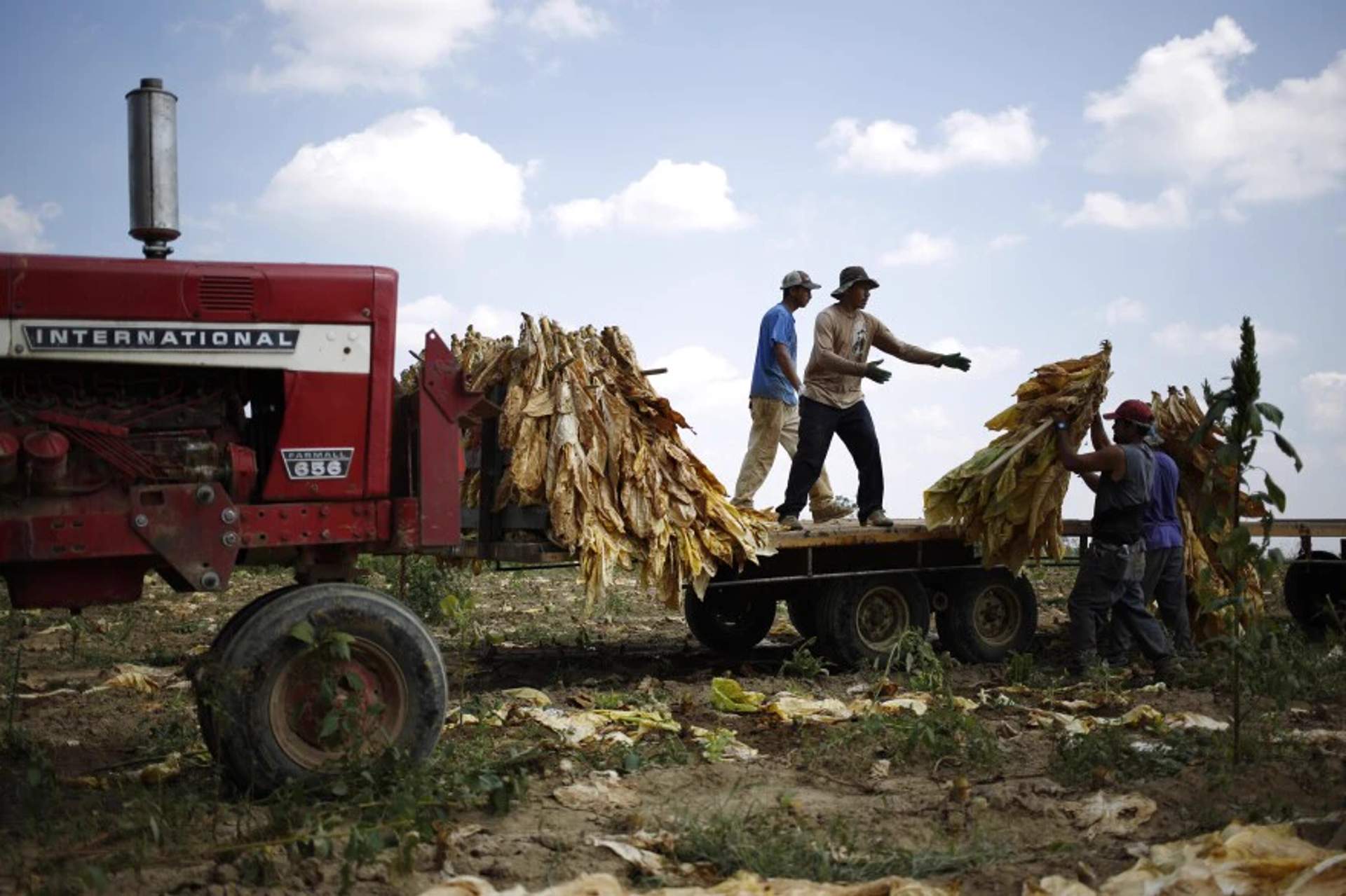 Workers in a field of tall green tobacco plants harvesting tobacco leaves in rural Kentucky