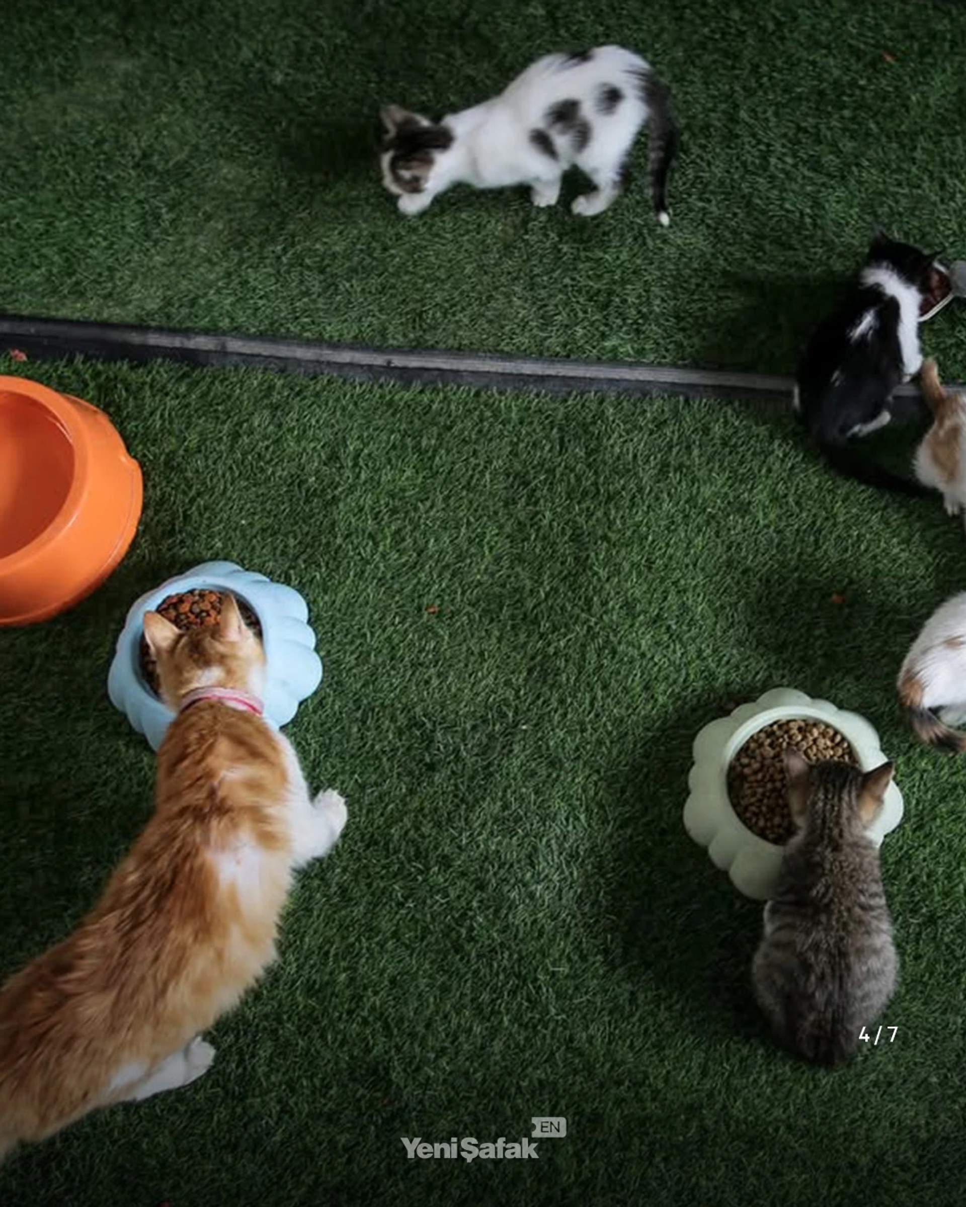 Multiple cats are seen eating inside the makeshift shelter built by Abdullah.