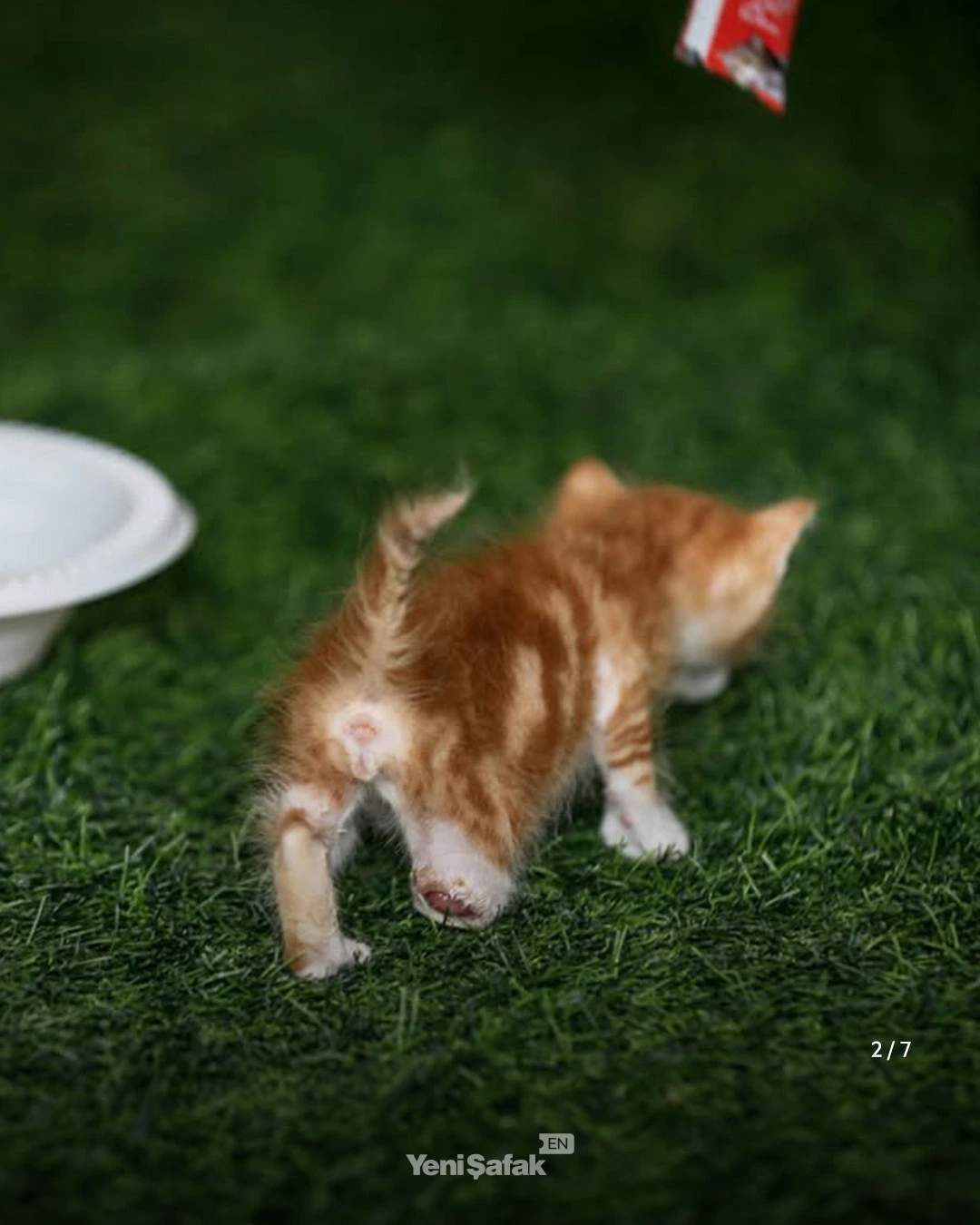 The tiny injured tabby cat seen from behind and missing most of right hind leg.