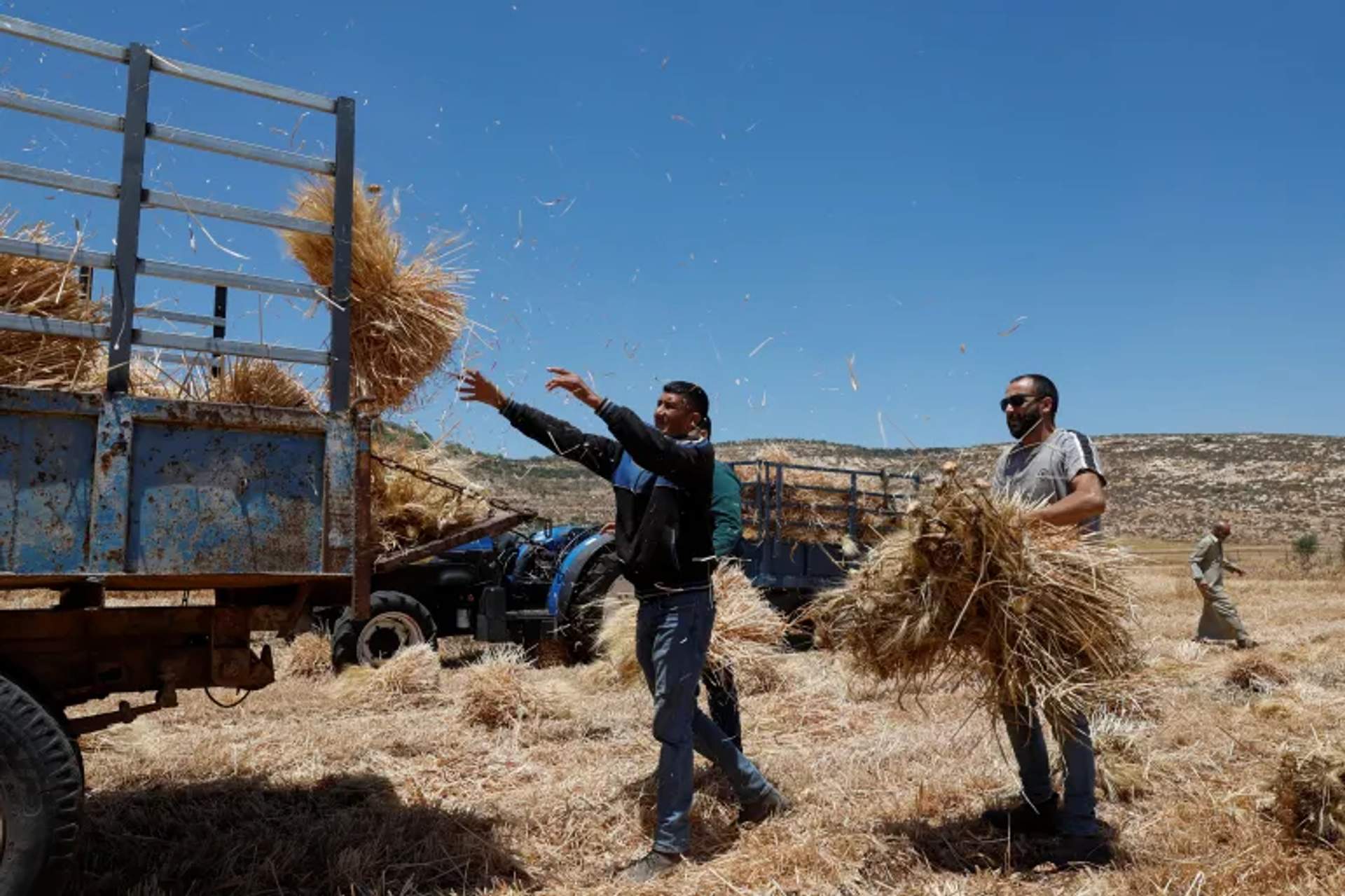 Palestinian men collect wheat after an attack by Israeli settlers in al-Mughayyir in May