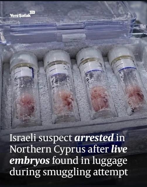 4 Embryos in tubes in a cryogenic case