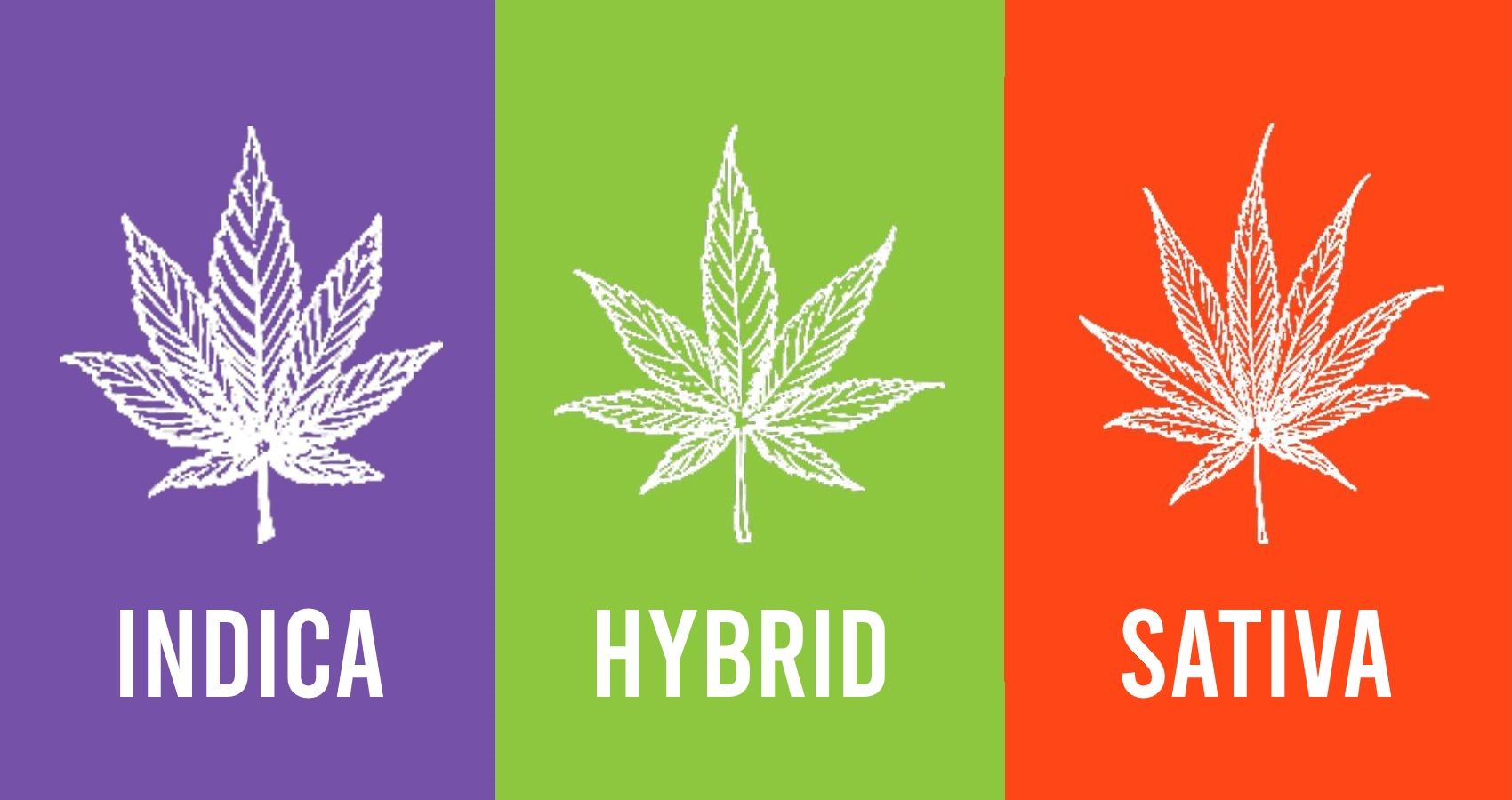 Indica vs. Sativa vs. Hybrid: Which One Is Actually Right for You?