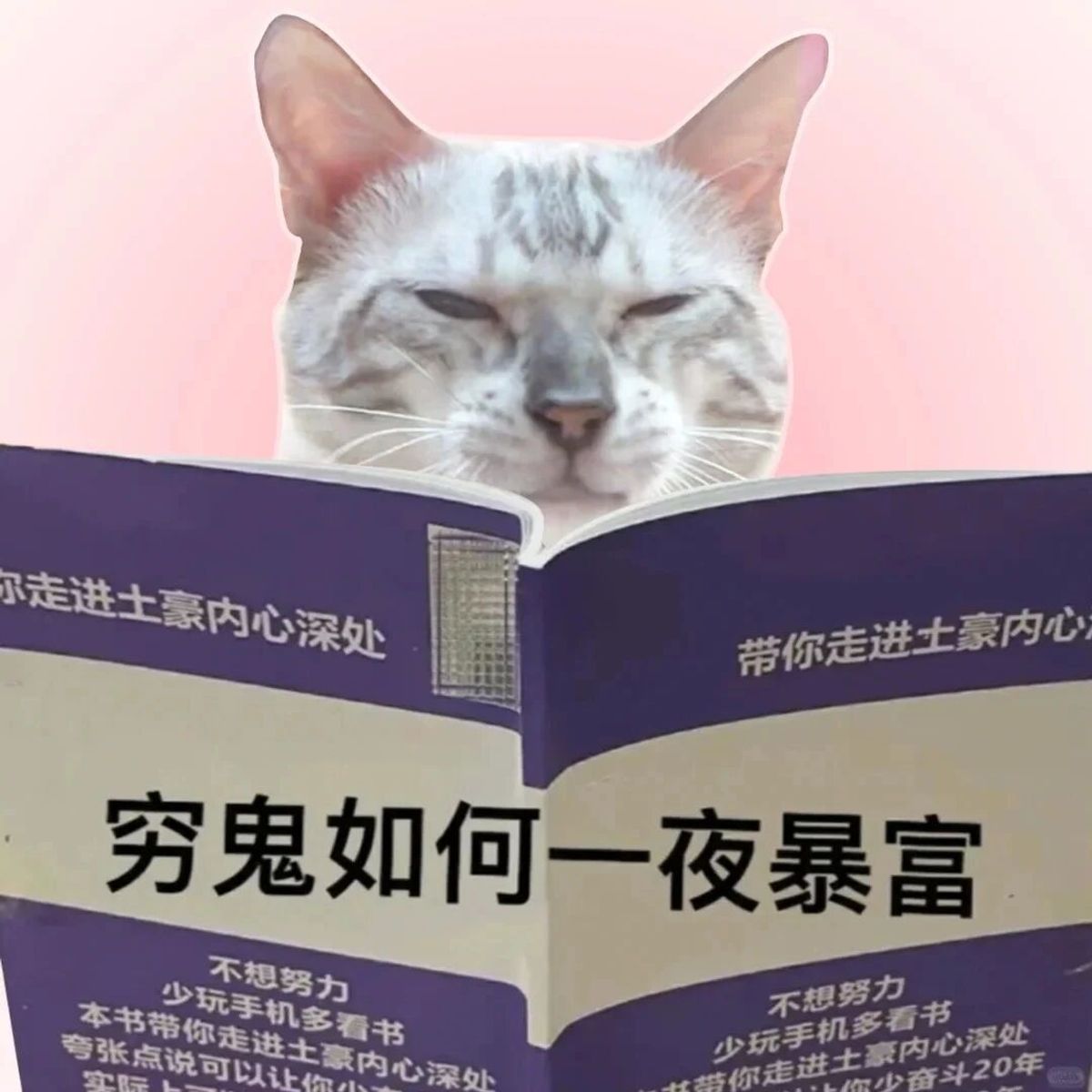 暴富猫