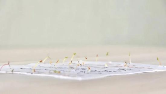 How to Plant Our Seed Paper from our welcome card gift 🌱