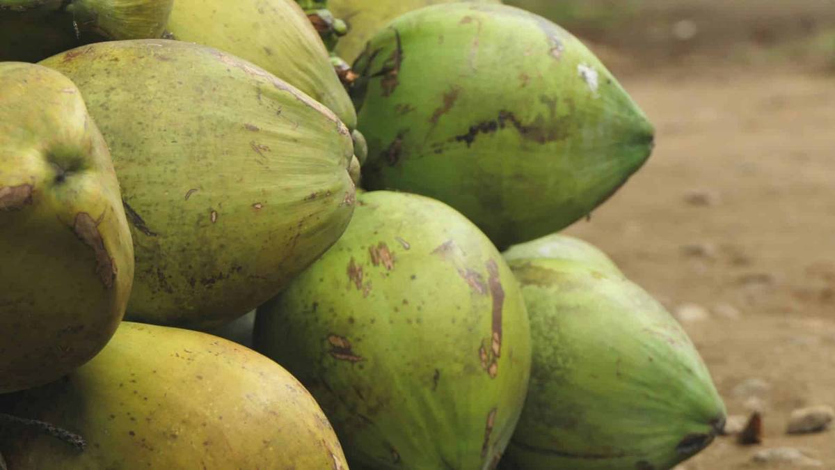 Savoring Tamarindo: A Surfers Guide To The Best Eats