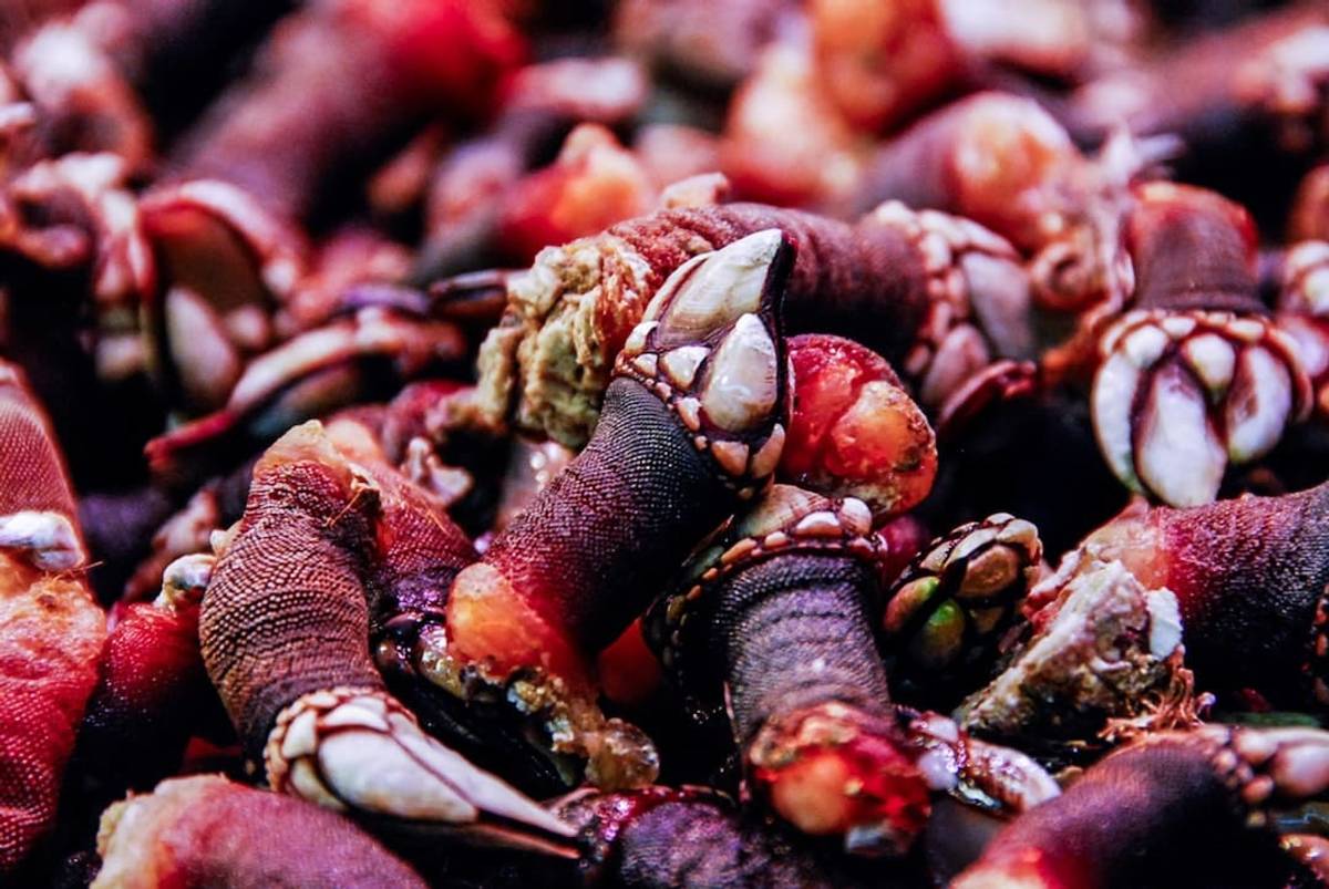 Plate of Percebes