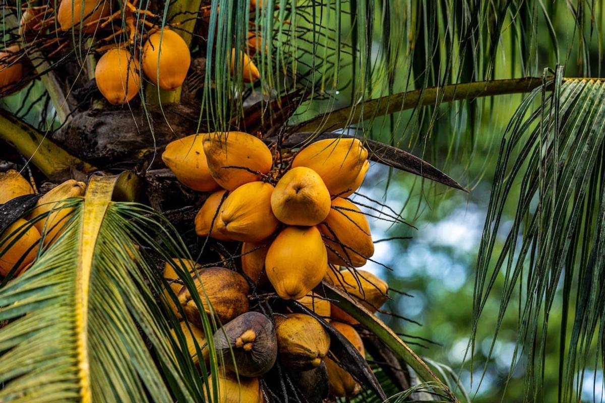 Palm Tree with Coconuts