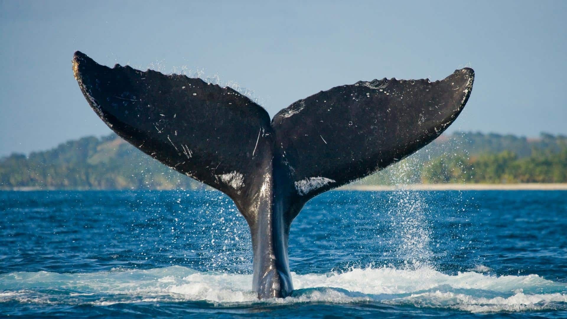 Whale Watching In Uvita: When & Where To See These Gentle Giants