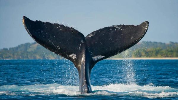 Whale Watching In Uvita: When & Where To See These Gentle Giants