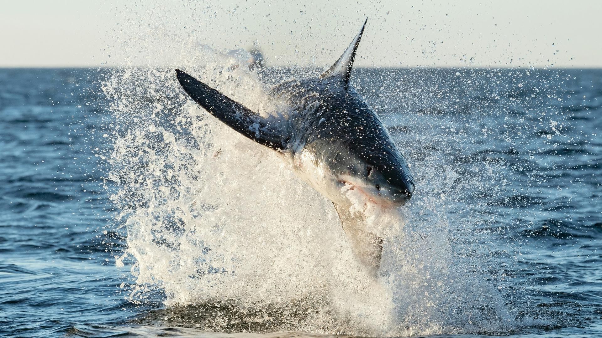 How Many Shark Attacks Per Year: It’s Less Than You Would Think