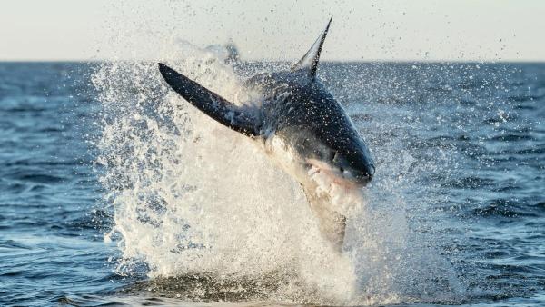 How Many Shark Attacks Per Year: It’s Less Than You Would Think