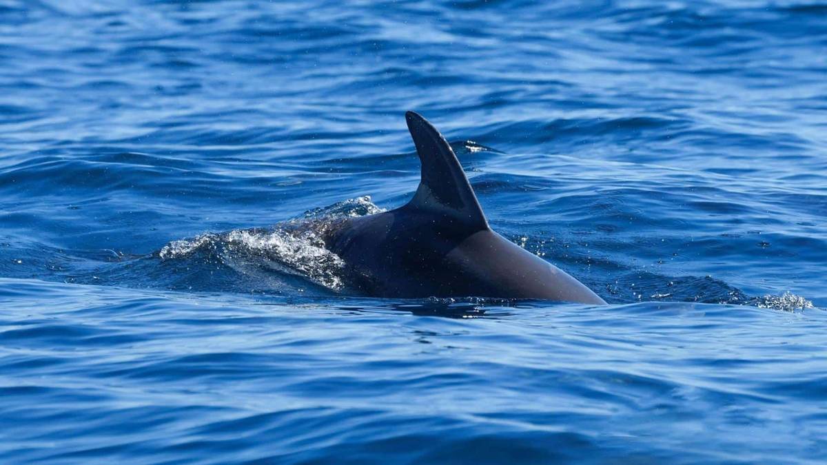 How Many Shark Attacks Per Year: It’s Less Than You Would Think