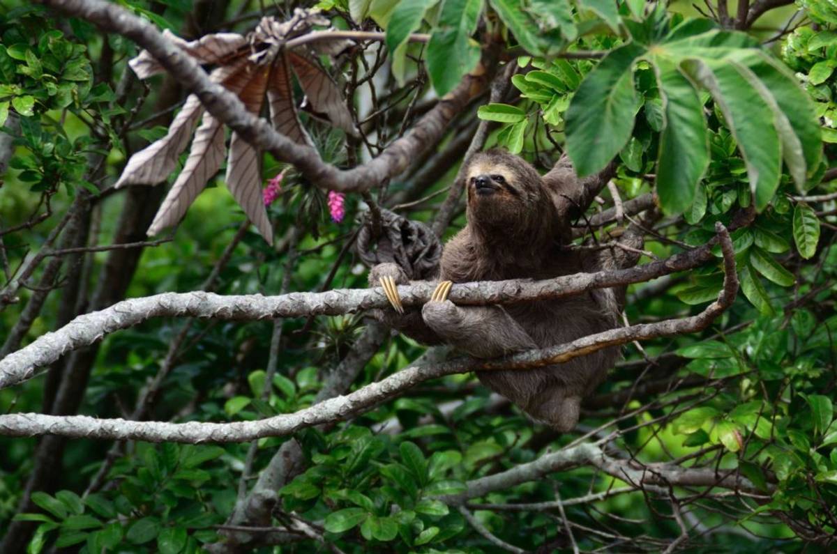 Sloth in a tree